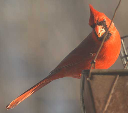 Cardinal