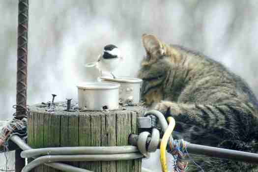 Cat & Bird