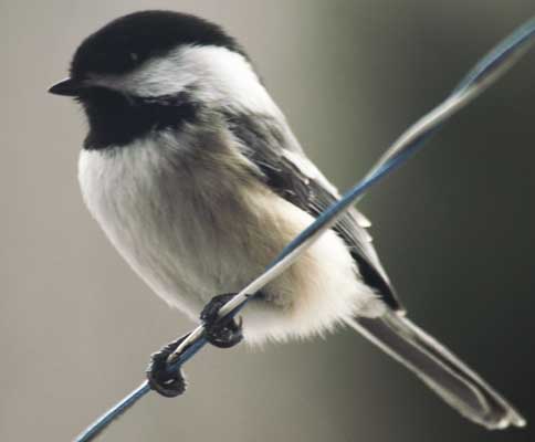 Chickadee