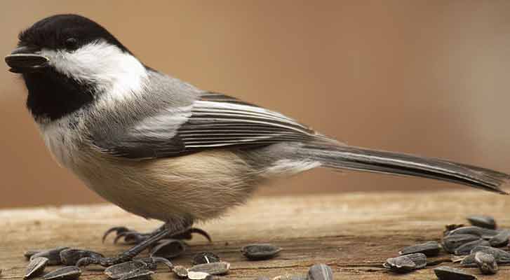 Chickadee