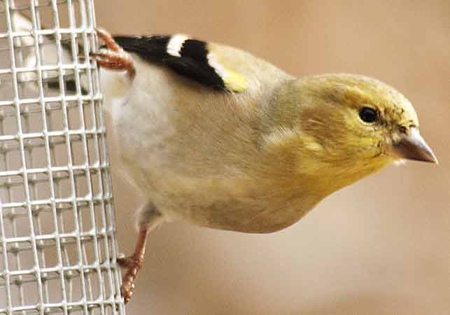 Goldfinch