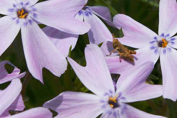 small grass hopper