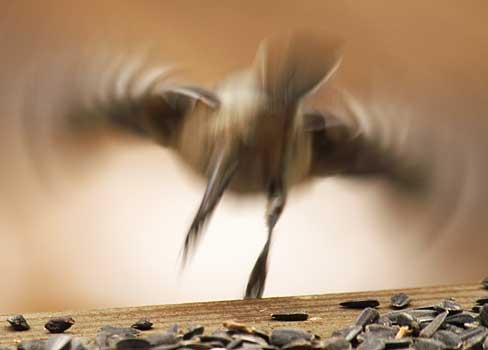 In Flight