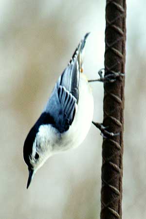 Nuthatch