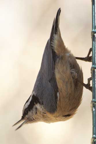 Nuthatch