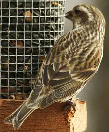 Female Purple Finch