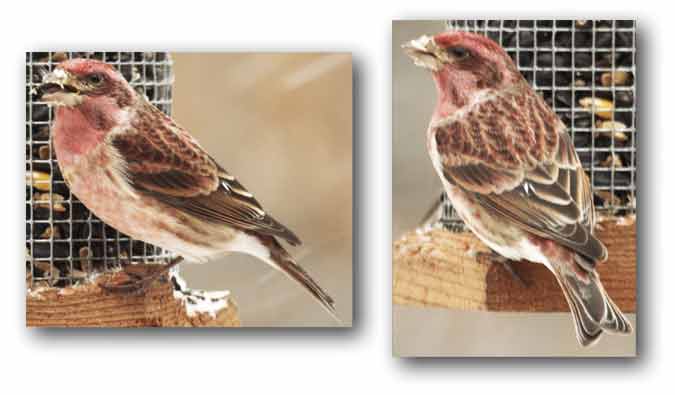 Purple Finch