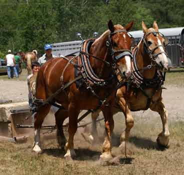 horse pull