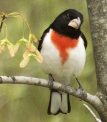 Rose Breasted Grossbeak