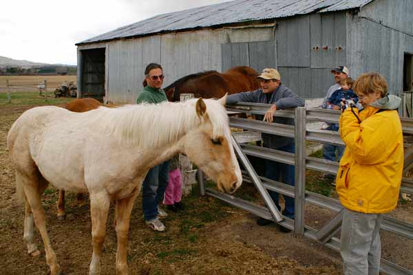 Star shooting horses