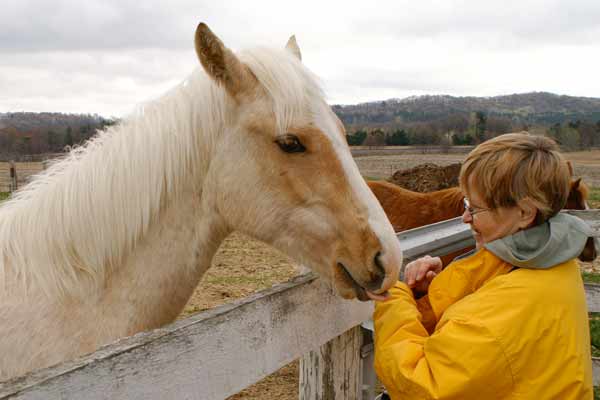 horse lick