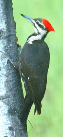 woodpecker