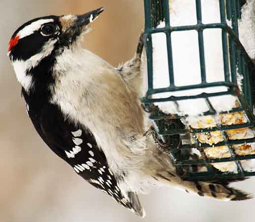 woodpecker