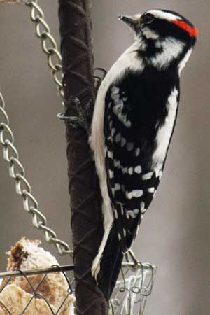 Woodpecker