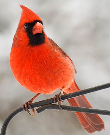 Cardinal