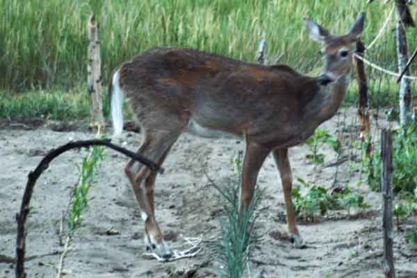 deer in garden