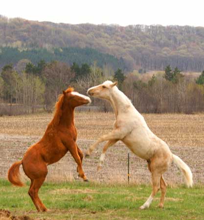 horse fight