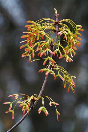 maple seeds