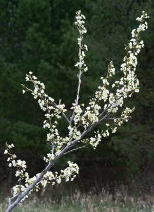 plum in bloom