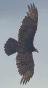 vulture