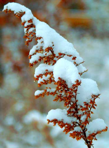 weed with snow