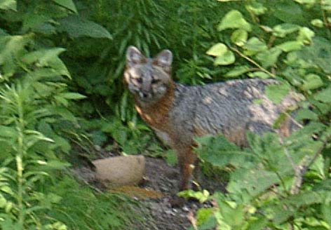Fox at feeder
