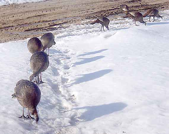 Turkeys in the front yard