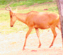 Picture of a hartebeest