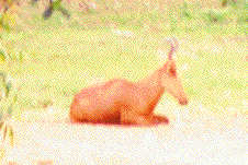 Another picture of a hartebeest