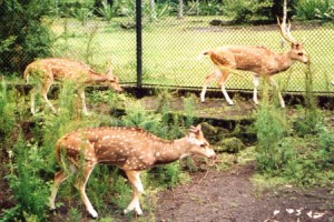 The Rainforest Zoo