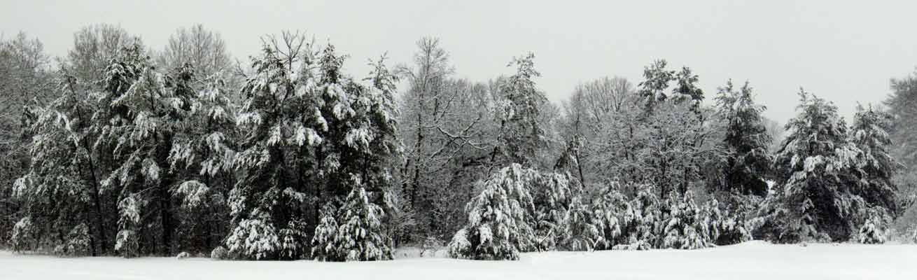 Front Yard 20Feb2004