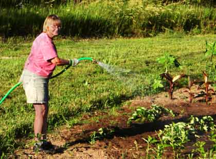 Star watering strawberries Star watering strawberries