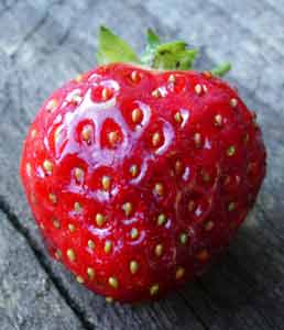 Our entire crop Strawberry 1July2005