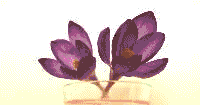 Spring Crocus