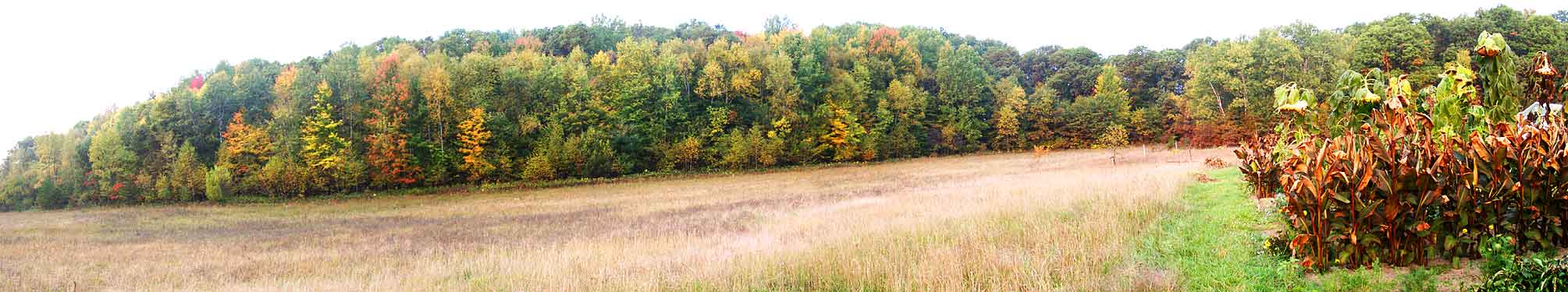 front yard Oct 5, 2005