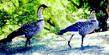 nene geese