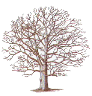tree1.gif (23216 bytes)