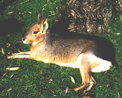 We don't know what this thing is either.  I call it a dabbit (a combination of 'dog' and 'rabbit'). They run free in the Zoo.